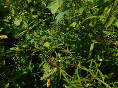 Ipomoea grandifolia
