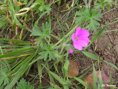 Geranium berteroanum
