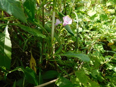 Ipomoea grandifolia