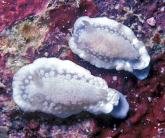 Ardeadoris