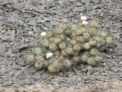 Tephrocactus alexanderi