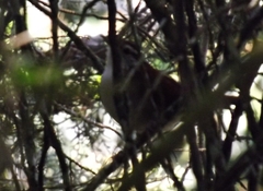 Thryophilus rufalbus