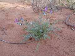 Astragalus zionis