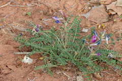 Astragalus zionis