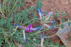 Astragalus zionis