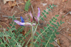Astragalus zionis