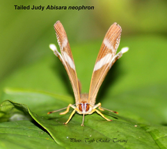 Abisara neophron