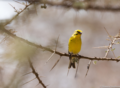 Crithagra dorsostriata