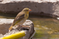 Anaplectes rubriceps