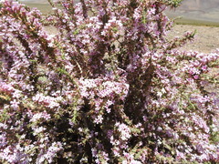 Junellia seriphioides