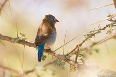 Uraeginthus cyanocephalus