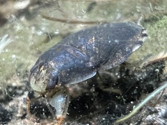 Ambrysus