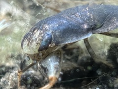 Ambrysus