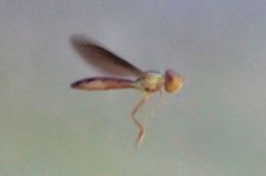 Nuntianus cubanus