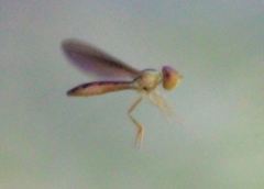 Nuntianus cubanus