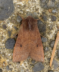 Orthosia transparens