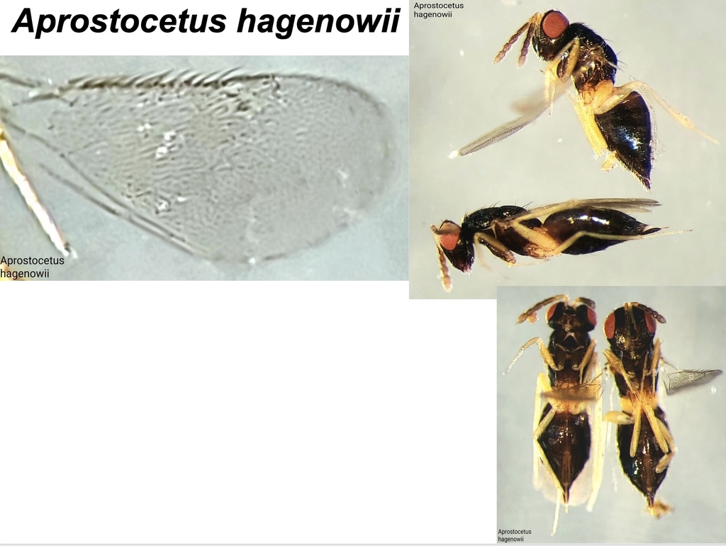 Aprostocetus hagenowii
