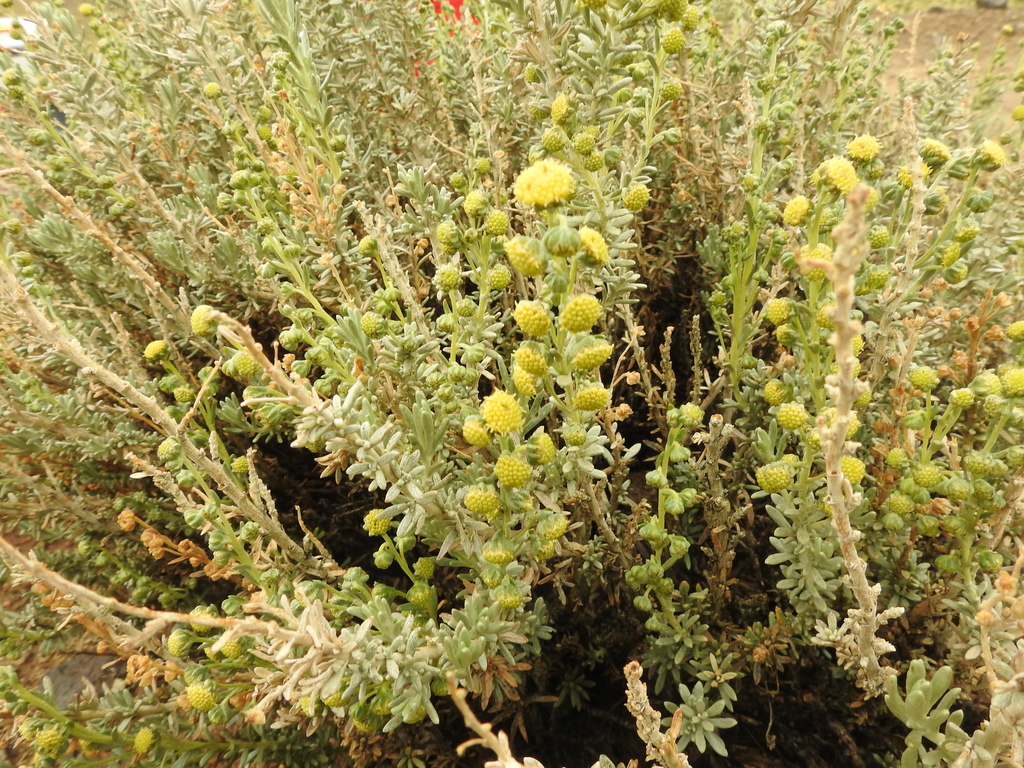 Wormwood