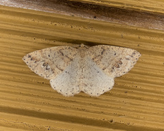 Drepanulatrix secundaria