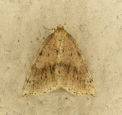 Thallophaga hyperborea