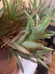 Aloe juvenna