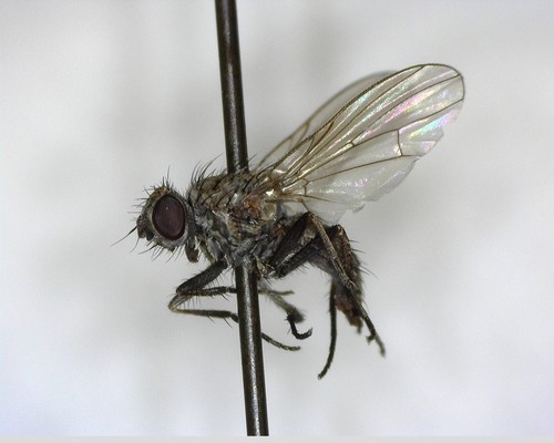iNaturalist observation photo of House Flies and Allies
