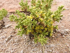 Azorella trisecta