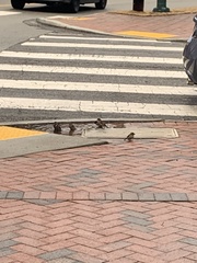 Passer domesticus