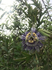 Passiflora mooreana