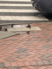 Passer domesticus