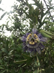 Passiflora mooreana
