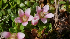 Lysimachia buxifolia