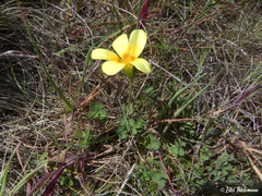 Oxalis aureoflava