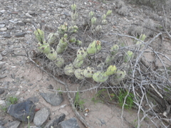 Tephrocactus aoracanthus
