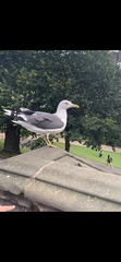 Larus fuscus