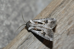 Agrotis vestigialis