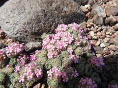 Junellia digitata digitata