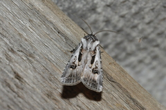 Agrotis vestigialis