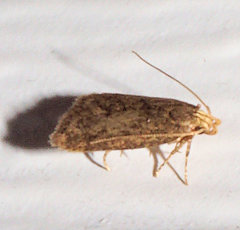 Glyphidocera juniperella