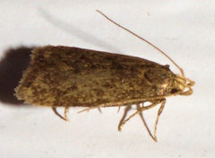 Glyphidocera juniperella