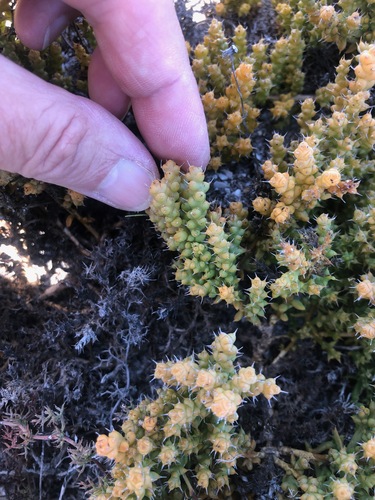 Image of Thesium spinosum by (c) Charleen Brunke, some rights reserved (CC BY)