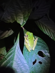 Quilticohyla zoque