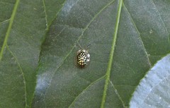 Cteisella confusa