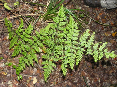 Pteris chilensis