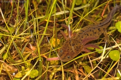 Ambystoma granulosum