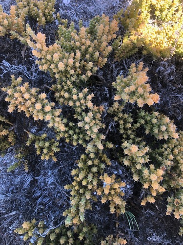 Image of Thesium spinosum by (c) Charleen Brunke, some rights reserved (CC BY)