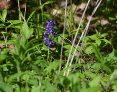 Delphinium tricorne