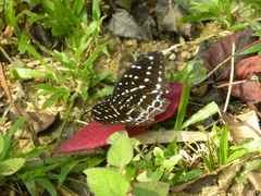 Lexias dirtea merguia