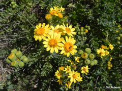 Senecio nigrescens