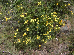 Senecio nigrescens